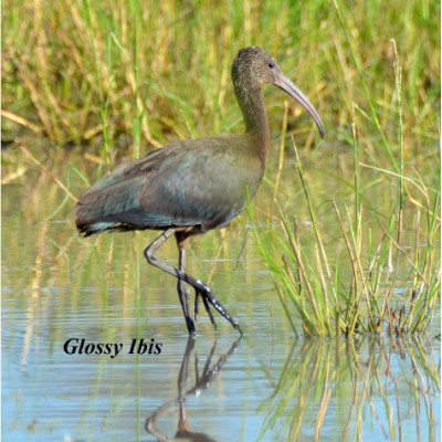 Glossy Ibis